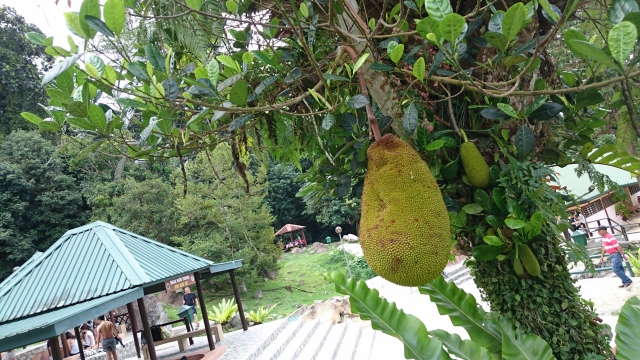 東南アジア圏における地域的特徴