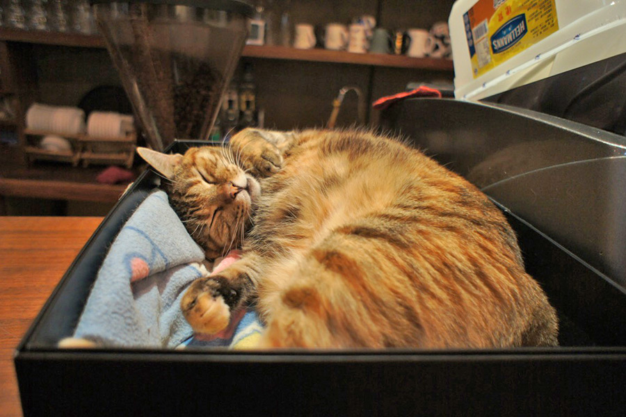 丸くなって眠る猫